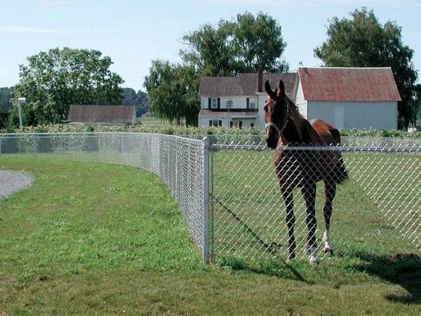 galanized-chain-link-fence-horse-fencing
