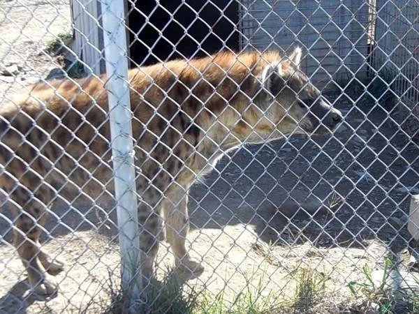 galvanzied-chain-link-fence-wolf