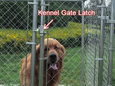 Dog inside a chain link kennel with a secure single swing gate